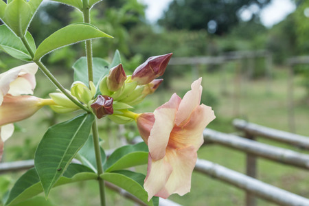 Means ornamental plants grown for their beauty. Decorations dwellings to be pleasing to the eye. Most often as an ornamental plant. So collectively, Flowerの写真素材