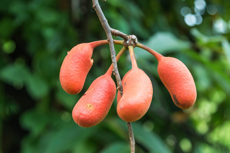 Forest fruit is a fruit that occurs naturally in the wild. Both edible and inedible. A variety of wildlife. Increase the fertility of the forests.の写真素材