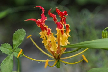 Orchids, or orchids are flowering plants that are the most diverse group, with about 880 genera and...