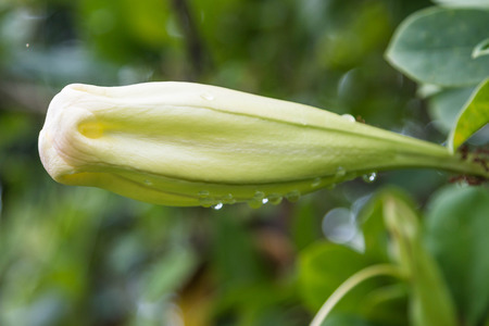 Means ornamental plants grown for their beauty. Decorations dwellings to be pleasing to the eye. Most often as an ornamental plant. So collectively, Flowerの写真素材