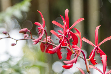 Orchids, or orchids are flowering plants that are the most diverse group, with about 880 genera and about 22,000 species are recognized (probably more than 25,000 speciesの写真素材