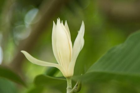 Means ornamental plants grown for their beauty. Decorations dwellings to be pleasing to the eye. Most often as an ornamental plant. So collectively, Flowerの写真素材