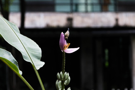 A small bird A full-length feature is about 10-15 cm long, curved beak. The inside is hollow tube And a long tongue in it. Ngmtgai used for feeding from flowers, a staple food.の写真素材