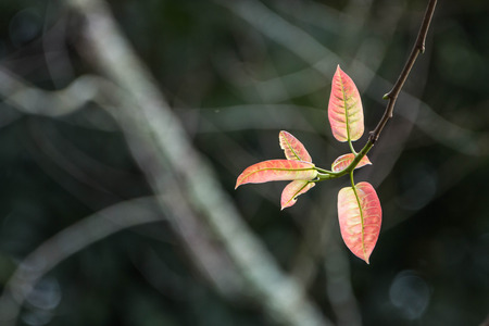The leaves make food by photosynthesis process. Leaf size and shape and is divided into two different types according to the different characteristics.の写真素材