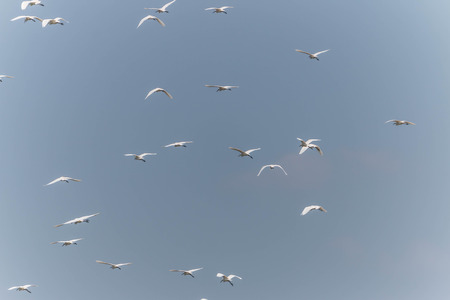 Pelicans are large water birds with long necks and legs. Often found wandering food or water...