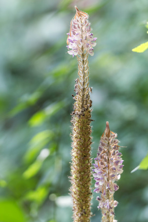 Wild flowers are flowers that occur in a manner that was not intended planting. Found in natural forests There are flowers that bloom in the winter season flowers and floral drought.の写真素材