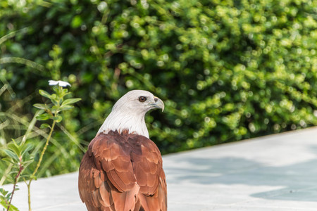 Hawk is similar to the Eagle The birds of prey as well. But the Hawks are smaller than Is there a...