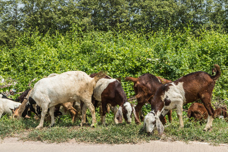 The goat is a subspecies of goat domesticated from the wild goat, which brought in southwest Asia and Eastern Europe. Goats in Bovidae Genusの写真素材