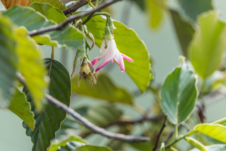 Wild flowers are flowers that occur in a manner that was not intended planting. Found in natural forests There are flowers that bloom in the winter season flowers and floral drought.の写真素材