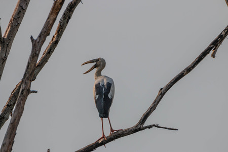 Asian Openbill Scientific name: Anastomus oscitans held in the family Stork (Ciconiidae) is a small bird in this family.の写真素材