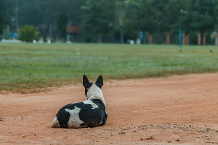 The official language of the dog or dogs (Canis lupus familiaris or scientific name Canis...