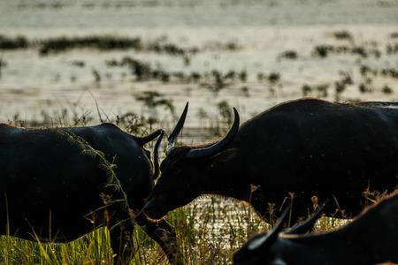 Buffalo is an animal with four legs, hooves the size of adult cattle at the age of 5-8 years, adult males weigh on average 520-560 kg females average about 360-440 pounds.の写真素材