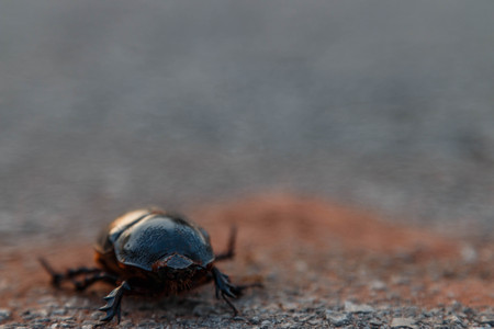 Hot weather in April is the cicada beetle trunk or proboscis out unveiled beauty orchard. Create amazing to witnessの写真素材