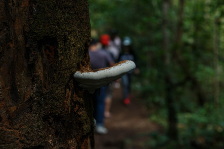 Man known to cook the mushrooms and the mushroom eating for a long time, about 130 million years, the mushroom can be used as food, but also used to make medicines also.の写真素材