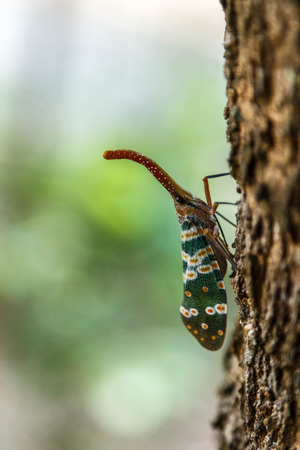 Hot weather in April is the cicada beetle trunk or proboscis out unveiled beauty orchard. Create amazing to witnessの写真素材