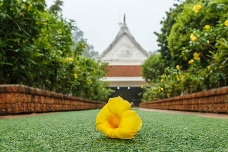 Wild flowers are flowers that occur in a manner that was not intended planting. Found in natural forests There are flowers that bloom in the winter season flowers and floral drought.の写真素材