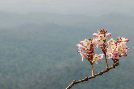 Wild flowers are flowers that occur in a manner that was not intended planting.の写真素材