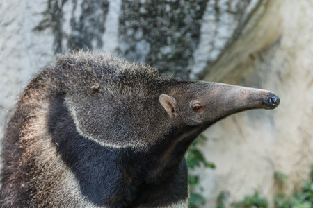 Giant anteater A large mammal. The insects feed The band found in Central Americaの写真素材