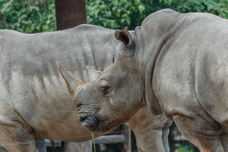 Rhino, an animal that does not have sweat glands. の写真素材