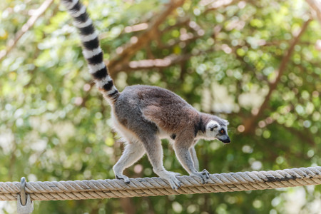 The polymer is the base of the mammal in the primate or monkey.