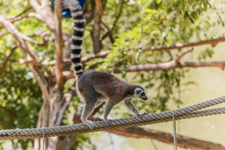 The polymer is the base of the mammal in the primate or monkey. Using scientific name Lemuriformes. The overall appearance of the polymer is generally shaped like a monkey.の写真素材