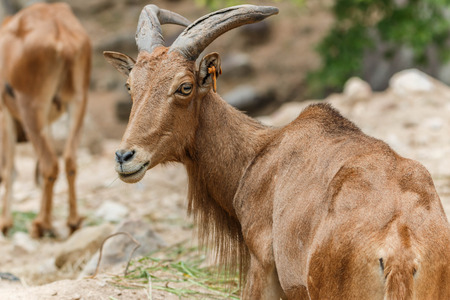 Goats (Scientific name: Capra aegagrus hircus) is a subspecies of goat taming of wild goats in southwest Asia and Eastern Europeの写真素材