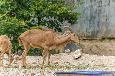 Goats (Scientific name: Capra aegagrus hircus) is a subspecies of goat taming of wild goats in southwest Asia and Eastern Europeの写真素材