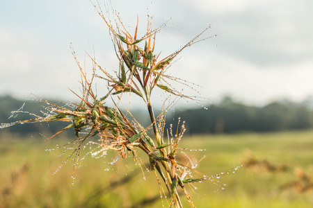 Grass is a biennial multi-currency, multi-layer Liliopsida family Poaceae or Gramineae family is well known that such grass Imperata cylindrica Beauv. Grass crow's feet.の写真素材