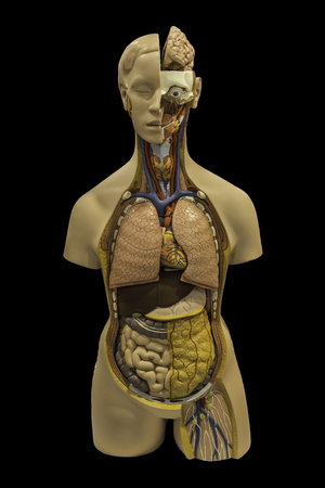 A group of organs, tissues and combinations act only together. Such tissue is divided into tissue primary main tissues and tissues scattered.の写真素材