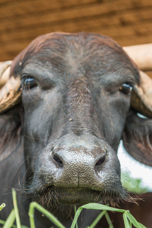Buffalo is an animal with four legs, hooves the size of adult cattle at the age of 5-8 years, adult males weigh on average 520-560 kg females average about 360-440 pounds.の写真素材