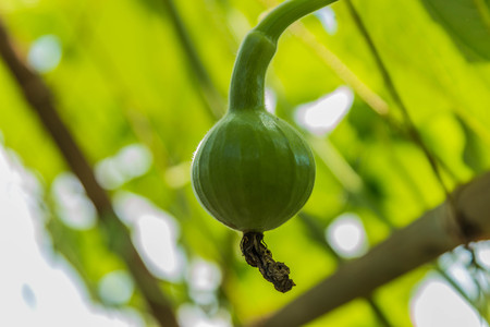 During that humans have changed significantly since the Neolithic. Because human life is during this initial collection of seeds to be planted.の写真素材