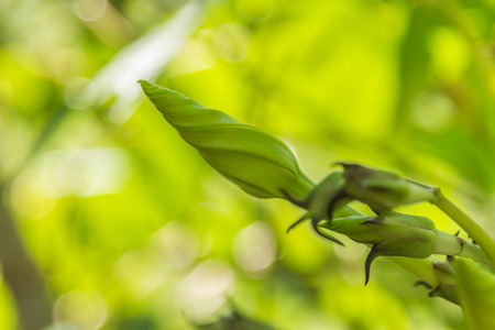 During that humans have changed significantly since the Neolithic. Because human life is during this initial collection of seeds to be planted.の写真素材