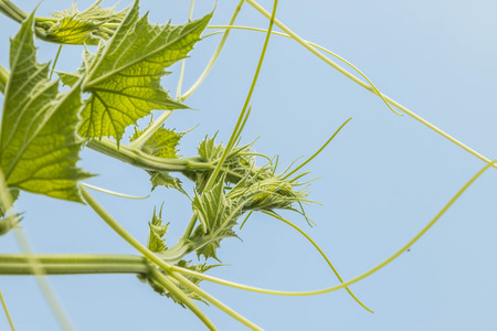 Cucumber or melon vine in the family shop. Cucurbitaceae Gourd, bitter gourd, pumpkin, watermelon same family originated in India. The growing popularity for use as food.の写真素材