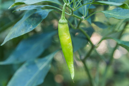 The genus Capsicum pepper plants in the family Solanaceae, which is a spice spice one. Nature botany. Chili is biennial plant with a single result.の写真素材