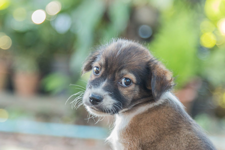 The official language of the dog or dogs Canis lupus familiaris or scientific name Canis familiaris is a mammal species in the family Canidae produce a multi-currency.の写真素材