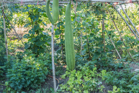 Bitter gourd is in the same family and the result of eating food cooked by frying the curry while still soft. Zucchini grows well in the heat.の写真素材