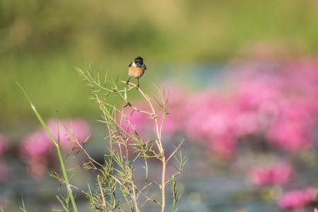 Newbie or swallows or birds are classified as vertebrates. Chordate phylum is the top poultry birds...