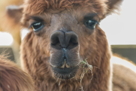 Pushkin is the scientific name Vicugna pacos a mammal in the family camel. Is similar to the drugの写真素材