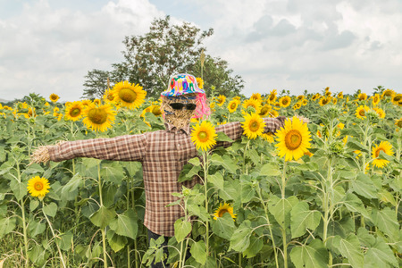Sunflowers are one crop season has deep roots. The roots will grow at a level 30 cm from the surface. A tall stem, leaves, driven alternately on the stem. The ramifications of the trunkの写真素材