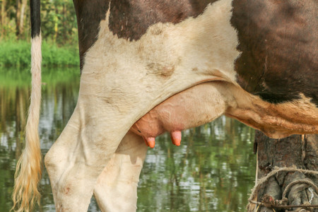 Cows, cattle are animals with hooves are large pets are the most common. A modern outstanding in the subfamily Bovinae is the most widespread species in the genus Bos.の写真素材