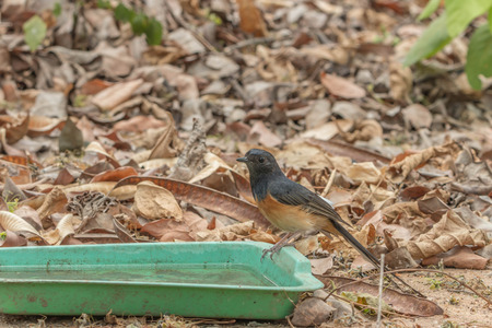 Magpie, a bird hard living. His food is insect larvae or mature fruits ... Magpies home spawn a...