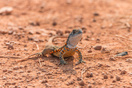 Reptile species, lizard