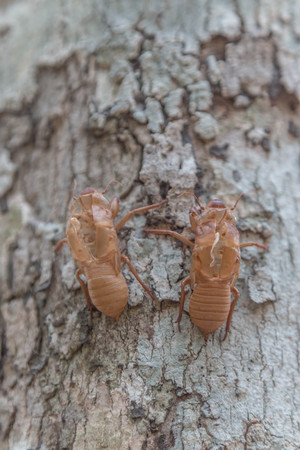 The cicada is a small insect.の写真素材