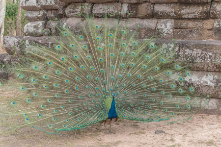 A peacock pheasant poultry species in the same family have larger males have dominated the colorful tail feathers.の写真素材