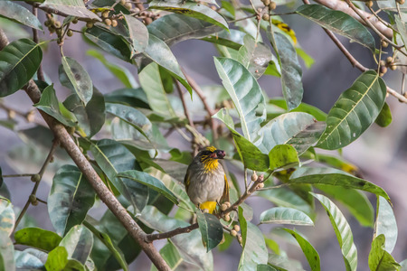 Bulbul is a family of birds for a small family Pycnonotidae.の写真素材