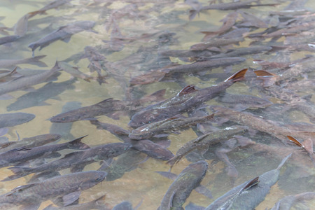 Fish classified in the phylum vertebrates.