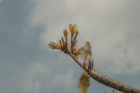 Ornamental plants grown for their beauty.の写真素材