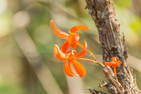 Orchids, flowering plants that are the most diverseの写真素材