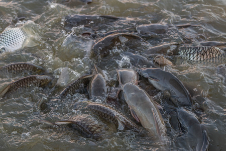 Fish classified in the phylum vertebrates. The animals that live in the water. As cold-blooded animals Breathe with gills and vertebratesの写真素材