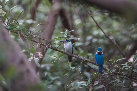 Birds eat sour mouth rather large black long flat tail rather short shorts and colorful males and females look alike. Upper body is green cyanobacteria. The lower torso whiteの写真素材